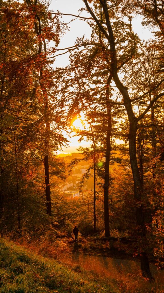 autumn-backgrounds-for-iphone