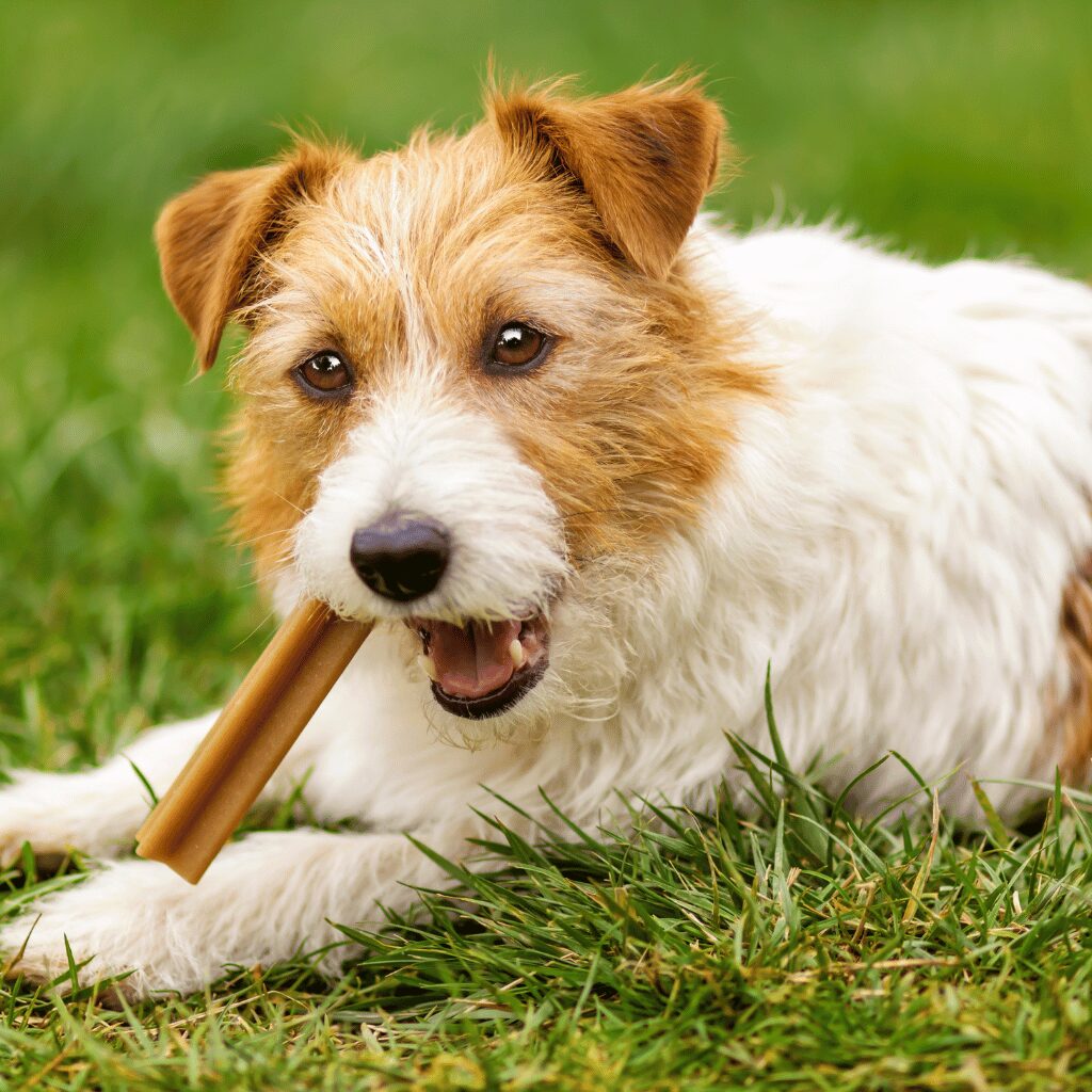 start-dog-treat-bakery-business