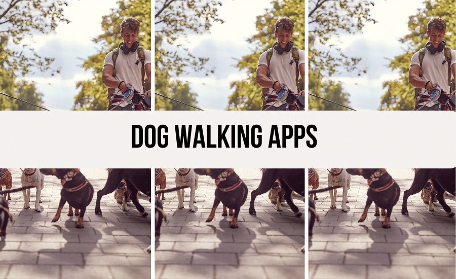 app-for-dog-walkers